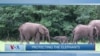 Plugged In with Greta Van Susteren-Protecting the Elephants