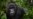 Study Suggests Gorillas Become More Violent in Crowded Forest