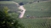 Vista general de los viñedos de Philippe Gonet, durante la tradicional cosecha de la Champaña en Montgueux, Francia, agosto de 2018. Reuters.
