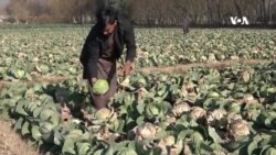 حاصلات ښه دي، خو مناسب مارکېټ نشته - کروندګر