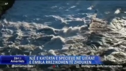 Gati një e katërta e specieve në ujërat e ëmbla rrezikohen të zhduken