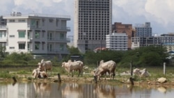 អាកាសធាតុប្រែប្រួល៖ ជំនន់ទឹកភ្លៀងកើតឡើងញឹកញាប់