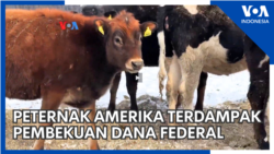 Peternak Amerika Terdampak Pembekuan Dana Federal 
