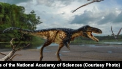 Les restes fossilisés d'un nouveau cheval - dinosaures révèlent comment les Tyrannosaurus rex et ses proches parents sont devenus les prédateurs supérieurs, selon une nouvelle étude publiée dans les Actes de l'Académie nationale des sciences.