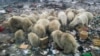 Russia's Arctic Plans Add to Polar Bears' Climate Woes