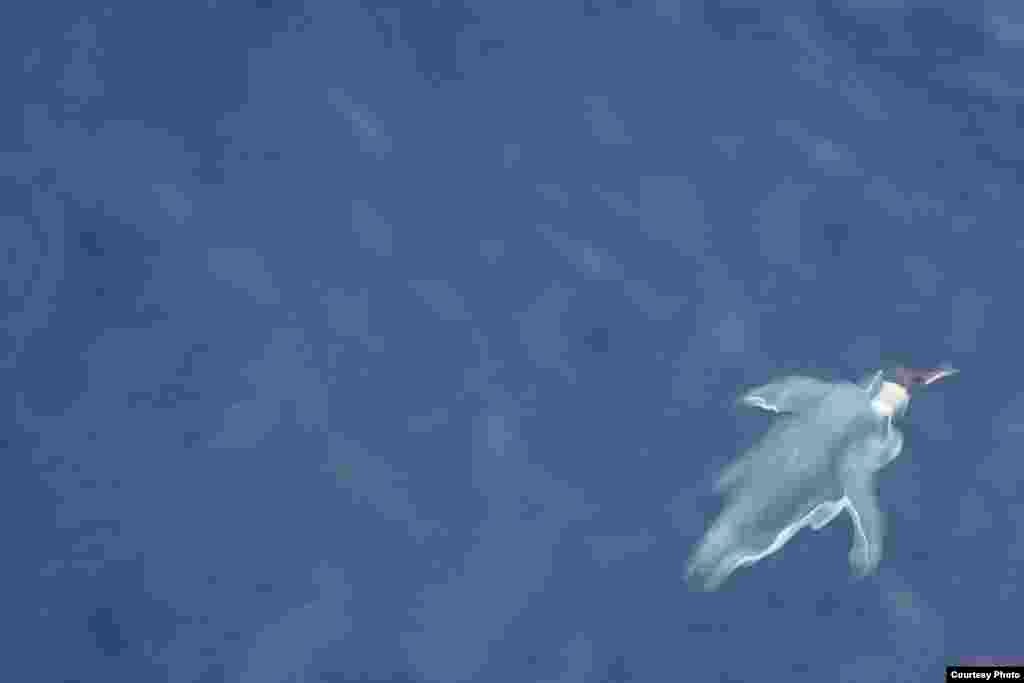 Seekor penguin berenang di Antartika.&nbsp;(OCEANITES/Ron Naveen)