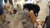 Dogs Go on Vacation to Luxury Pet Resort
