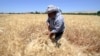 Syria's Food Production Hits 29-Year Low
