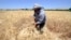 FILE - A farmer harvests wheat in a field in Jdeidet Artouz, Syria, June 19, 2017. 