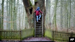 ต้นโอ๊คเจ้าบ่าว หรือ Bridegroom’s Oak ในป่าโดเดา ห่างจากกรุงเบอร์ลินไปทางเหนือราว 250 กม.