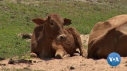 Zimbabwe's Dry Areas Appeal For Food Aid and Water Supplies