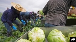 မက္ကဆီကိုနိုင်ငံနယ်စပ်နှင့် ၁၀ မိုင်ခန့်သာဝေးသည့် ကာလီဖိုးနီးယားပြည်နယ်၊ Holtville မြို့ရှိ စိုက်ခင်းတခုတွင် ဂေါ်ဖီထုပ်များ ခူးဆွတ်နေသည့် လုပ်သားများ။ (မတ် ၅၊ ၂၀၂၅) (AP)