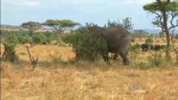 Using Tech to Save World's Most Endangered Species in Tanzania