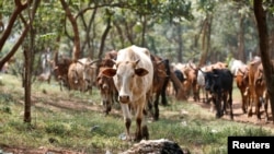 FILE - A cow grazes in Nairobi, Kenya, Aug. 25, 2017. A group of women in Kenya were able to start a business raising cattle for slaughter after acquiring a loan without a land title document. 