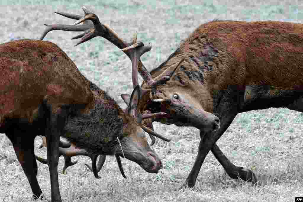 Nau&#39;in Gwanki Da Aka Fi Samu A Yankin Belarus, Oktoba, 24, 2017
