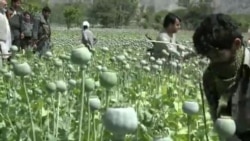 په ننګرهار کې پر پنځلس سوه هکټاره ځمکه کرل شوي کوکنار اړول شوِي