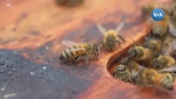 ເຜິ້ງ ແລະ ໝາ ສາມາດດົມກິ່ນຫາໂຣກມະເຮັງ ໄດ້ດີກວ່າເຄື່ອງຈັກຫຼືບໍ່?