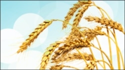 Volunteers Get Taste of Mars in Hawaii