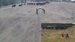 机器人有望取代牧羊犬