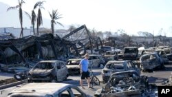 FILE - A man walks through wildfire wreckage Friday, Aug. 11, 2023, in Lahaina, Hawaii. Lawyers told a court Tuesday that cable TV and telephone companies share responsibility for the disaster because they allegedly overloaded and destabilized some of the utility poles.