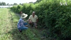 Як українським фермерам отримати сертифікацію США для органічних харчів? Відео