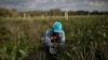 FILE - A Mexican migrant worker picks blueberries during a harvest at a farm in Lake Wales, Florida, March 31, 2020.