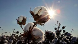 O'zbekistonda paxta plani majburiy mehnat evaziga bajarildi - Malik Mansur