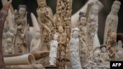 Sản phẩm từ ngà voi trước khi bị tiêu hủy ở Bắc Kinh ngày 29/05/2015.