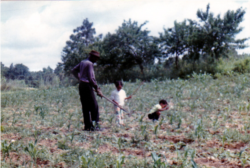 Picture of David Satcher as a child picking cotton with his father, Wilmer, and older brother on the family farm. (Photo courtesy of Satcher family)