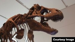 Tyrannosaurus rex went extinct in a relatively short compared to the dinosaur line that led to birds. (Credit: Royal Ontario Museum)