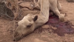 Seca - uma crise sem precedentes