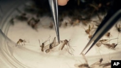 FILE - Dallas County Mosquito Lab microbiologist Spencer Lockwood sorts mosquitoes collected in a trap in Hutchins, Texas, that had been set up near the location of a confirmed Zika virus infection, Feb. 11, 2016.