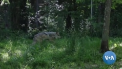 Conservation Success Story Still Unfinished for Some American Wolf Species