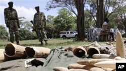 Kenyan Wildlife wardens keep a watch on confiscated elephant tusks at the Kenyan wildlife offices in Nairobi, Nov. 30, 2009