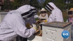Beekeeping Helps Veterans Cope With Stress, Anxiety