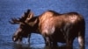 A moose (National Park Service).