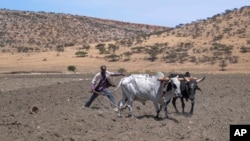 Ethiopian farmer, Haile Gebre Kirstos, 70, uses a cattle-drawn plow to tend to his field in Mai Mekden, in the Tigray region of northern Ethiopia, on Feb. 27, 2024.