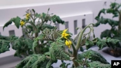 Vegetables are seen growing on the Eden ISS, German Aerospace Center DLR, Antarctica. (eden_iss_project - Instagram)