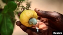 A man shows a cashew on a tree in Korhogo, Ivory Coast, April 24, 2016.