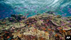 The U.N.'s recent report on climate change says the Great Barrier Reef in Australia is in great danger.