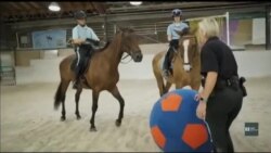 Як готують до служби коней-поліцейських і що чекає на тварин після «виходу» на пенсію. Відео