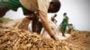 Smallholder Farmers Can Help Meet Climate Challenges
