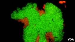 Deep Sea Microbes - Methane