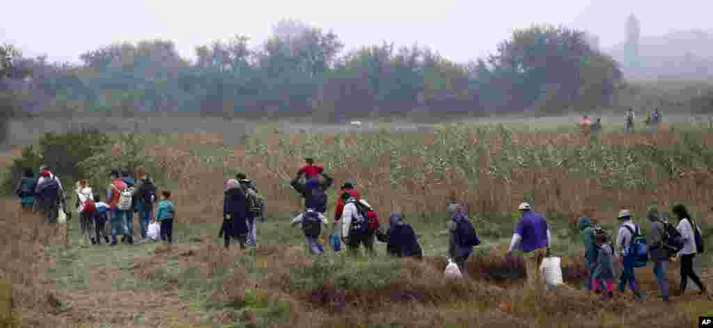 A group of migrants make their way through fields and meadows in the early morning after crossing the Serbian-Hungarian border near Roszke, southern Hungary.