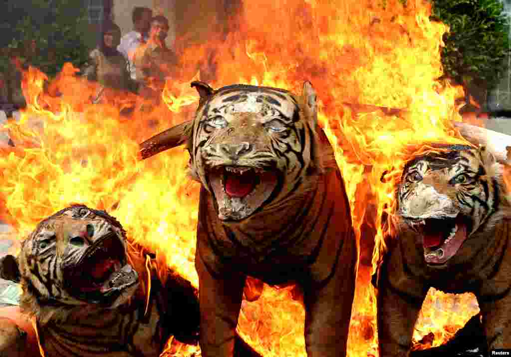Confiscated rare and protected wildlife products such as stuffed Sumatran tiger skins are burned and destroyed during a ceremony by government forestry and wildlife officials in Banda Aceh, Aceh province, Indonesia, in this photo taken by Antara Foto.