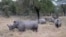 FILE - Rhinos come out from under trees at Hlane Royal National Park, in eastern Eswatini, then Swaziland, July 1, 2010.