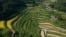 FILE - An aerial view of rice terraces in Kitasho village, Okayama prefecture, Japan, on Sept. 7, 2024.