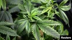 FILE - Marijuana plants for sale are displayed at the medical marijuana farmers market at the California Heritage Market in Los Angeles, July 11, 2014.