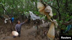 FILE - A woman removes plastic waste stuck in tree branches near the beach in Thanh Hoa province, Vietnam, June 4, 2018.