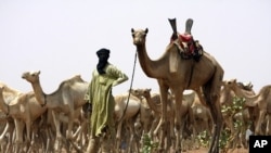 A nomad from the famed Tuareg tribe of the Sahara Desert brings his herd for vaccination to a team of US special forces handing out aid near the town of Gao in northeastern Mali. (File Photo)